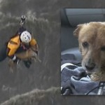 310115-dog-rescue-california-composite-1-942x530