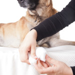 Pet first aid