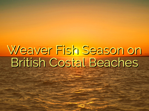 Weaver Fish Season on British Costal Beaches
